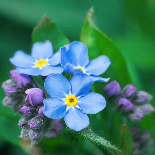 Alpine Forget Me Not Mixed Seeds - Myosotis alpestris - Biennial Flower Seeds - Organic Seeds