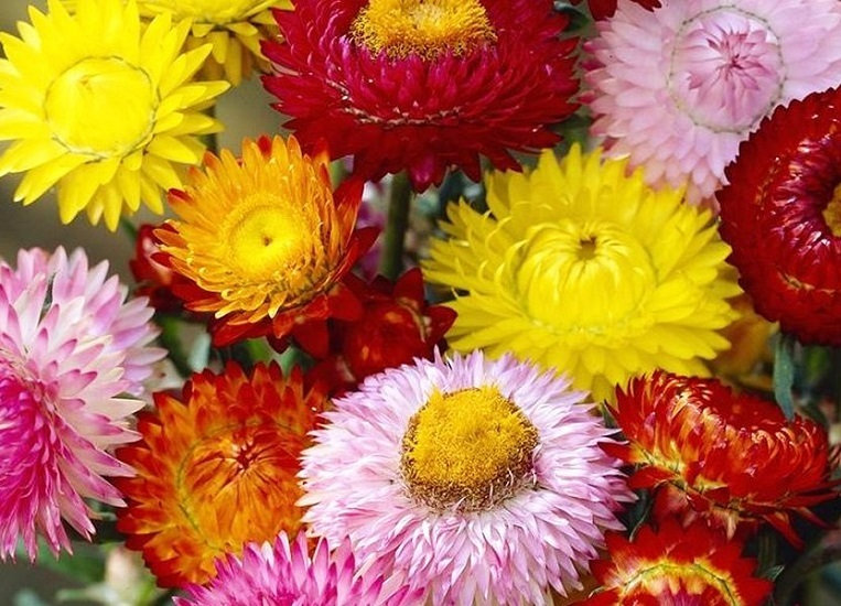 100 Seeds-Mixed Strawflowers Helichrysum Flower Seeds-Everlasting Daisy