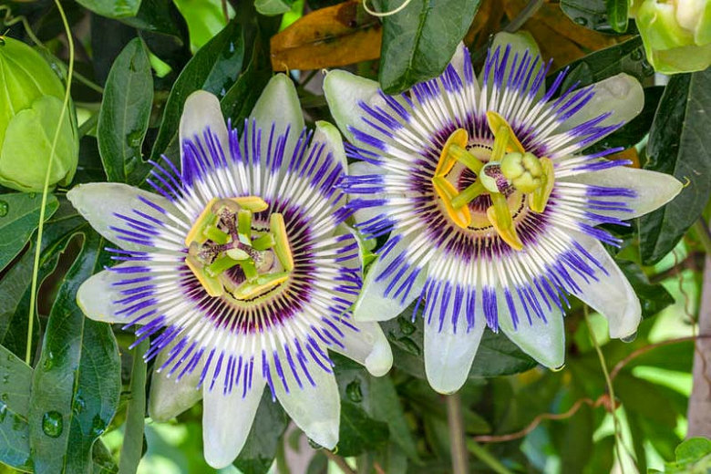 Blue Crown Passion Flower (Passiflora Caerulea) Seeds