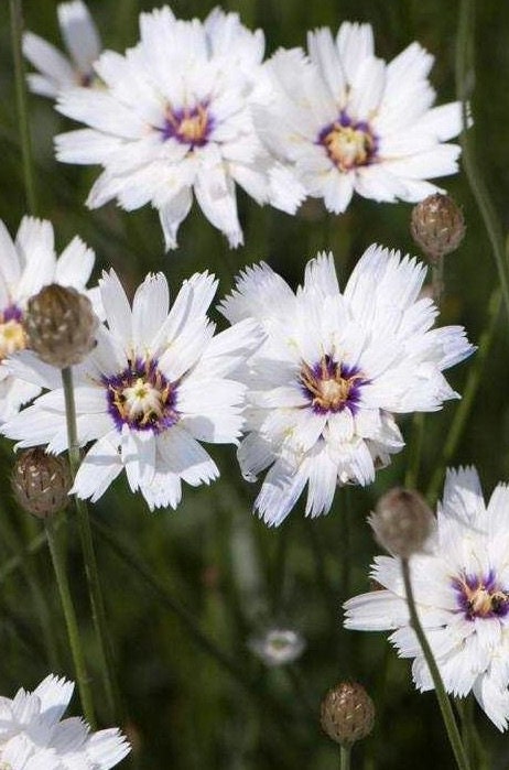 Cupid's Dart 'Amor White'-Rare Perennial-Beautiful Star like flower with purple-blue eyes