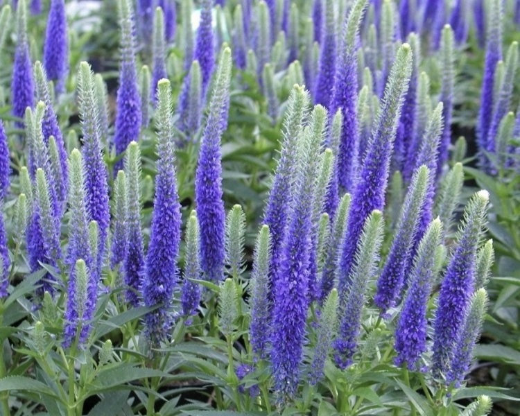 Spike Speedwell Intense Blue Flowers