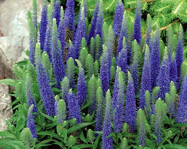 Spike Speedwell Intense Blue Flowers