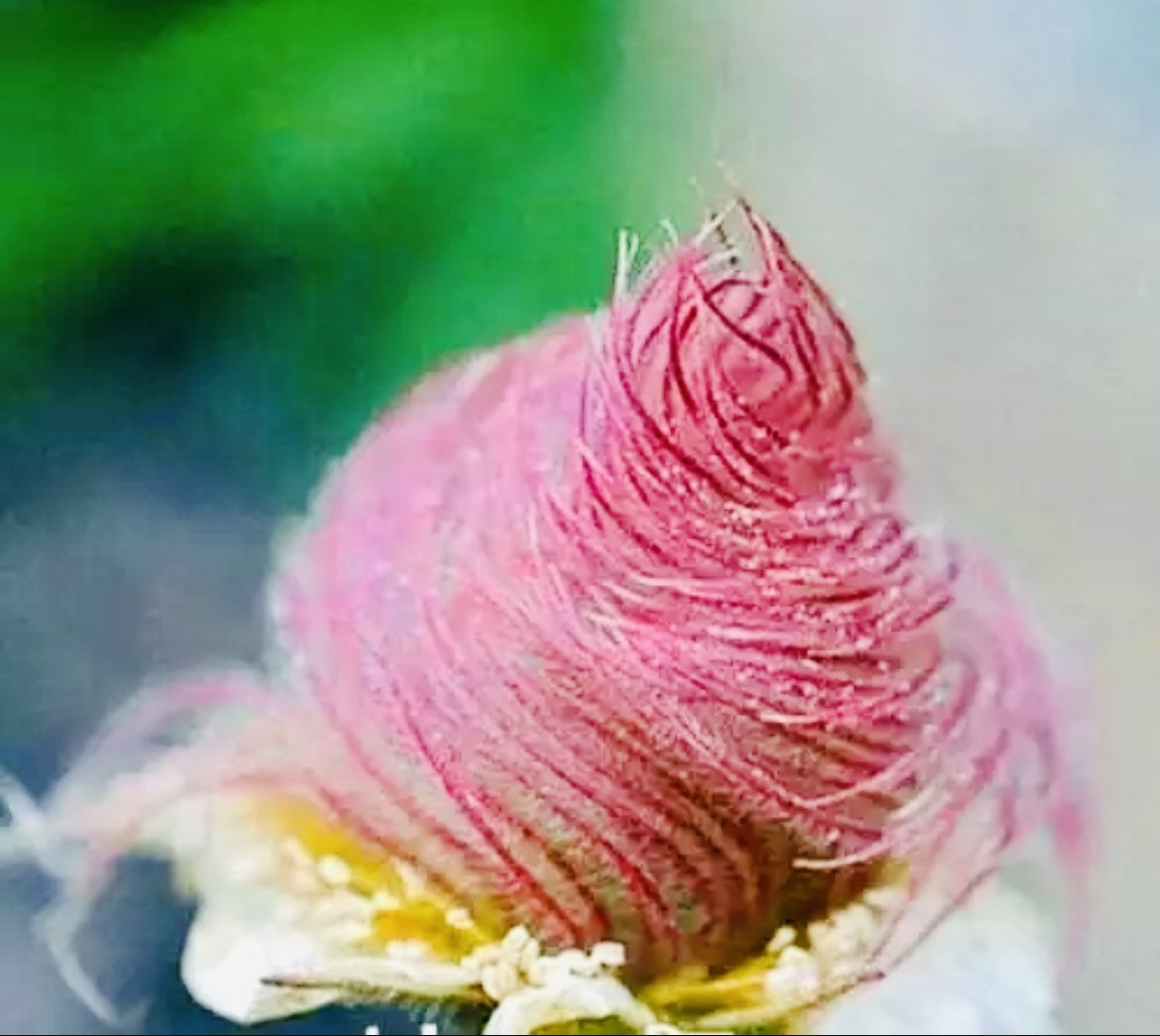 Prairie Smoke Flower Seeds