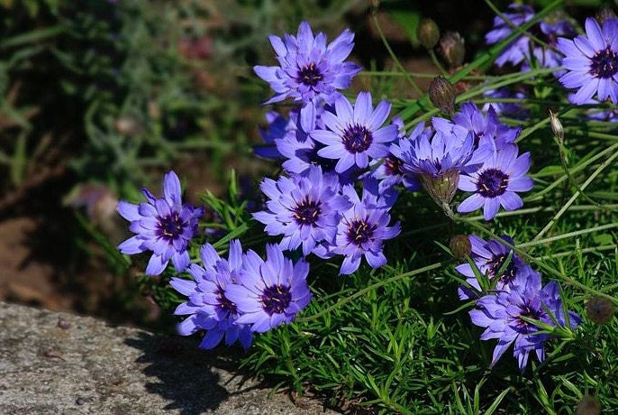 Cupid’s Dart Blue - Enchanting Blue Perennial