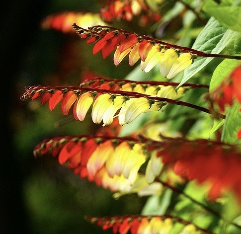 Firecracker Vine Ipomoea Lobata Seeds