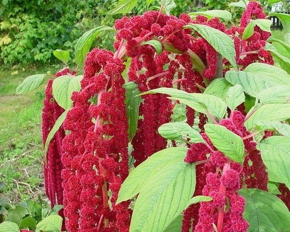 Amaranth Seeds- Love Lies Bleeding