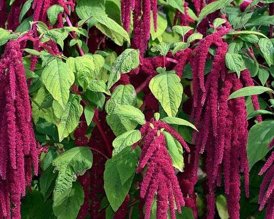 Amaranth Seeds- Love Lies Bleeding