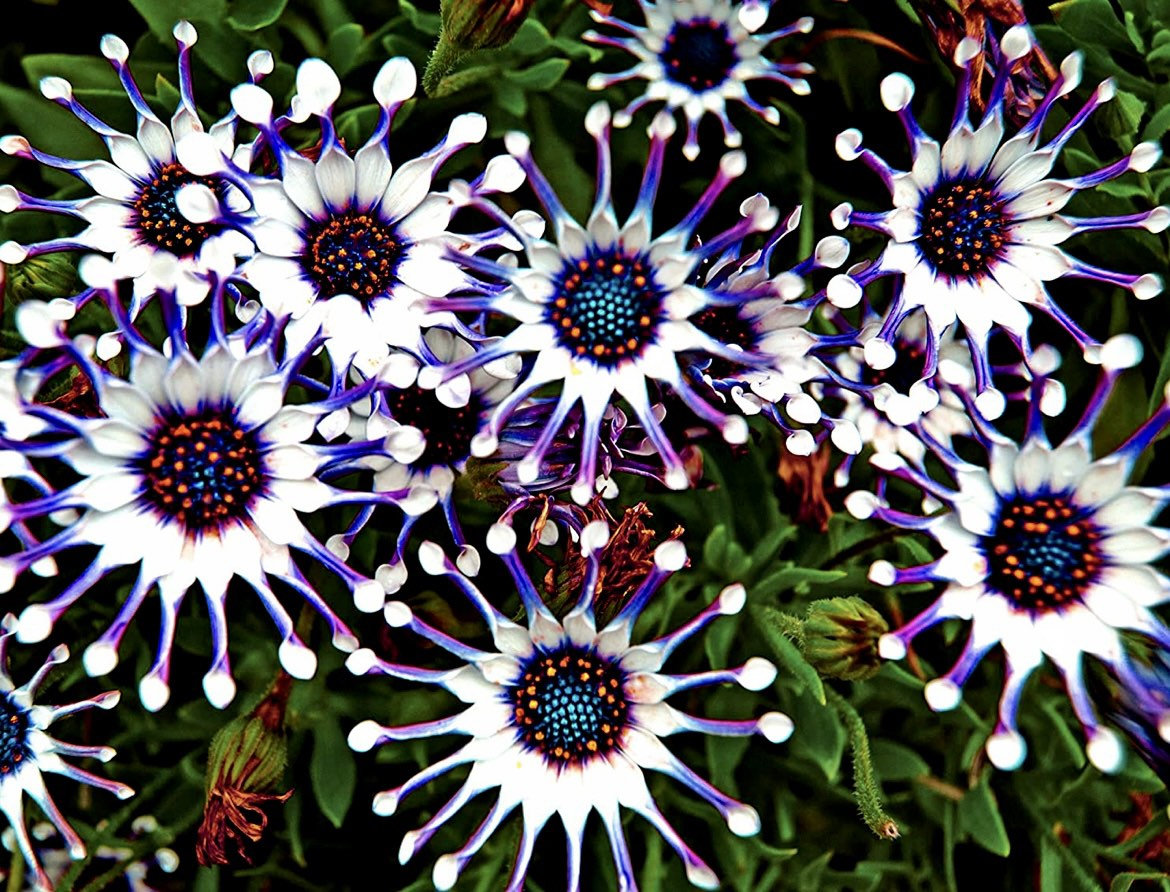 Osteospermum Mix Seeds-Spider-Daisy- Rare