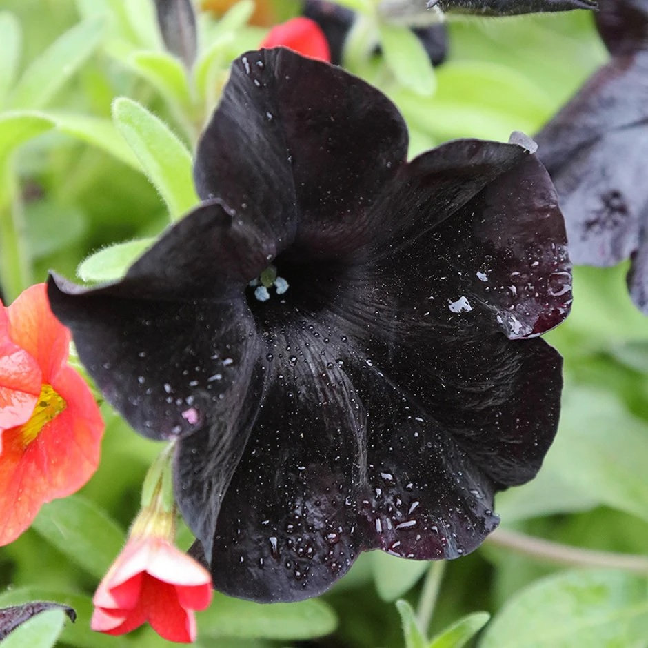 Black Petunia Seeds