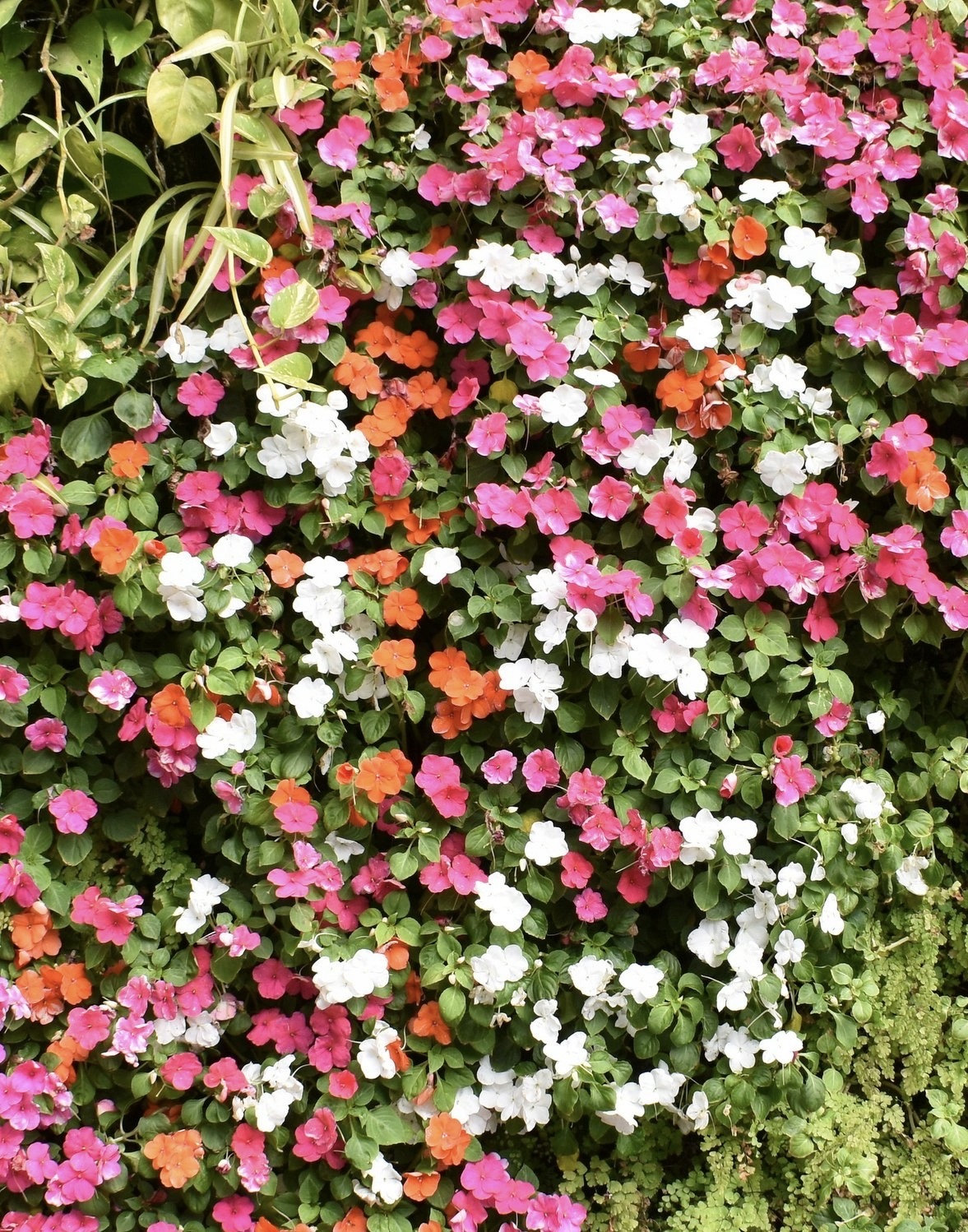 Sightseeing Mix Veronica Seeds