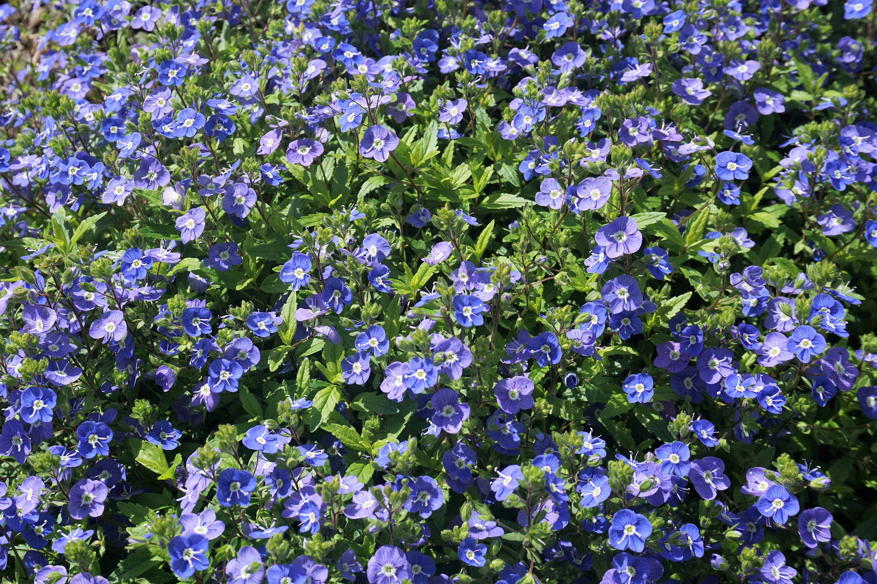 Creeping Blue Speedwell Veronica Repens Groundcover Flower Seeds