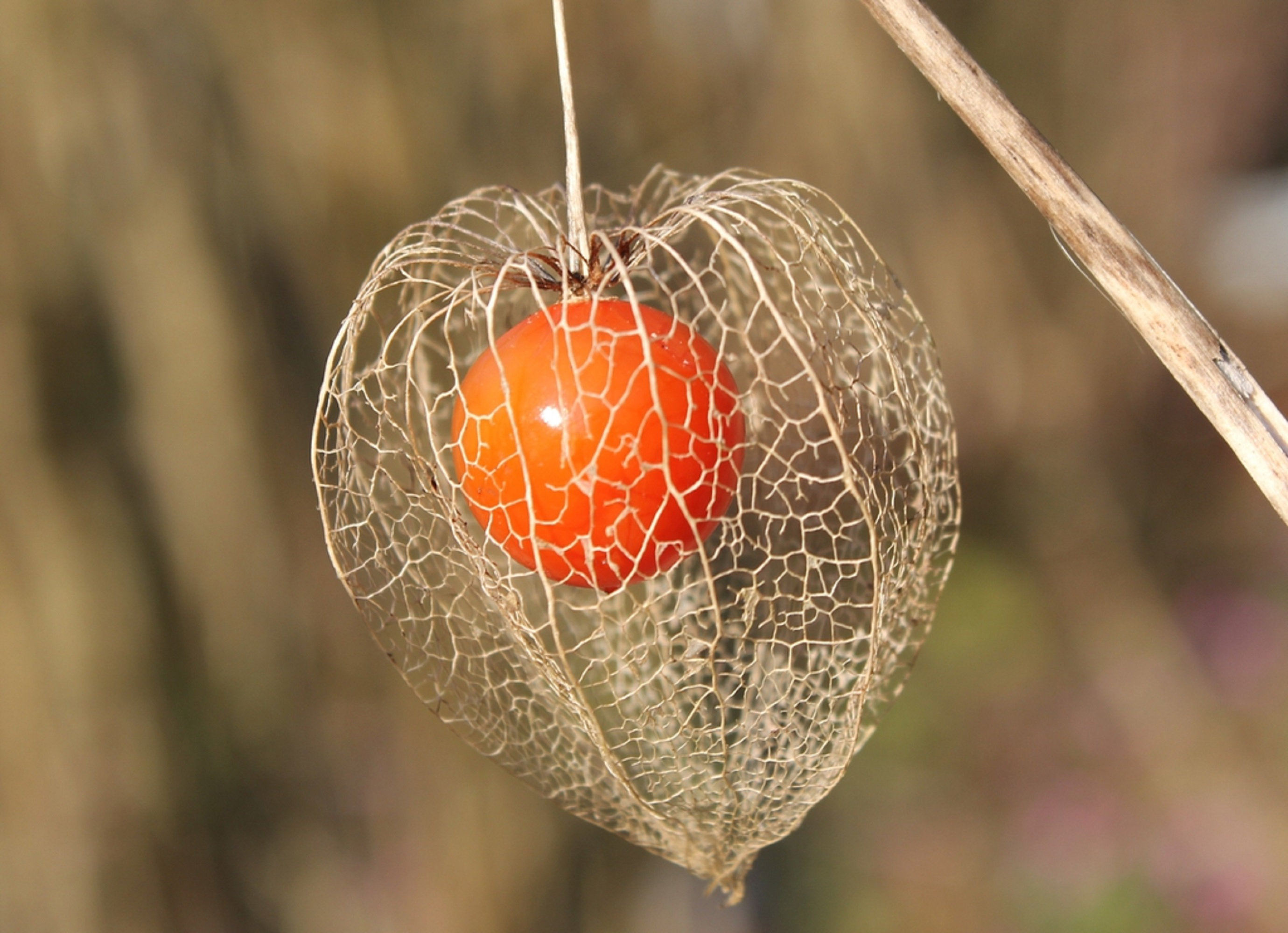 Physalis alkekengi，Strawberry groundcherry，Winter Ground Cherry - Chinese Lantern