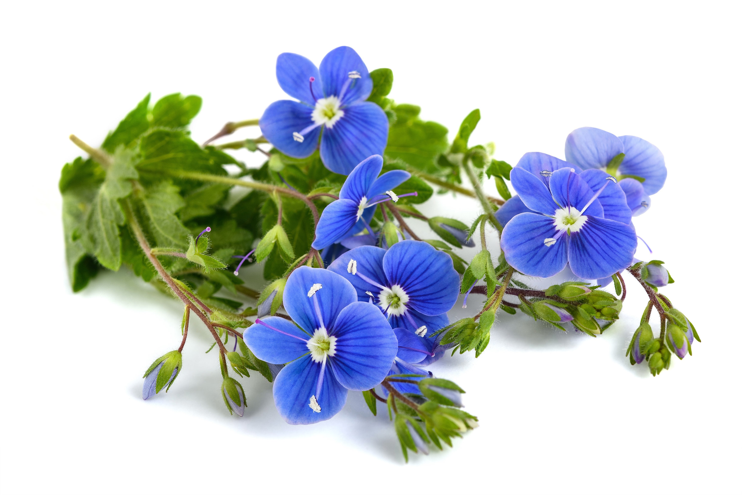 Creeping Blue Speedwell Veronica Repens Groundcover Flower Seeds