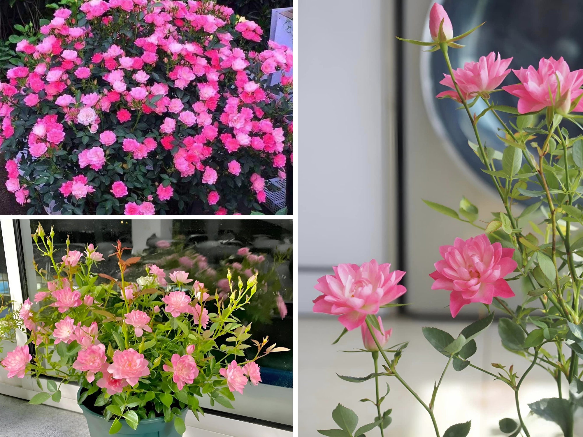 Rare Seeds| Lotus Star Rose Seeds-Perennial