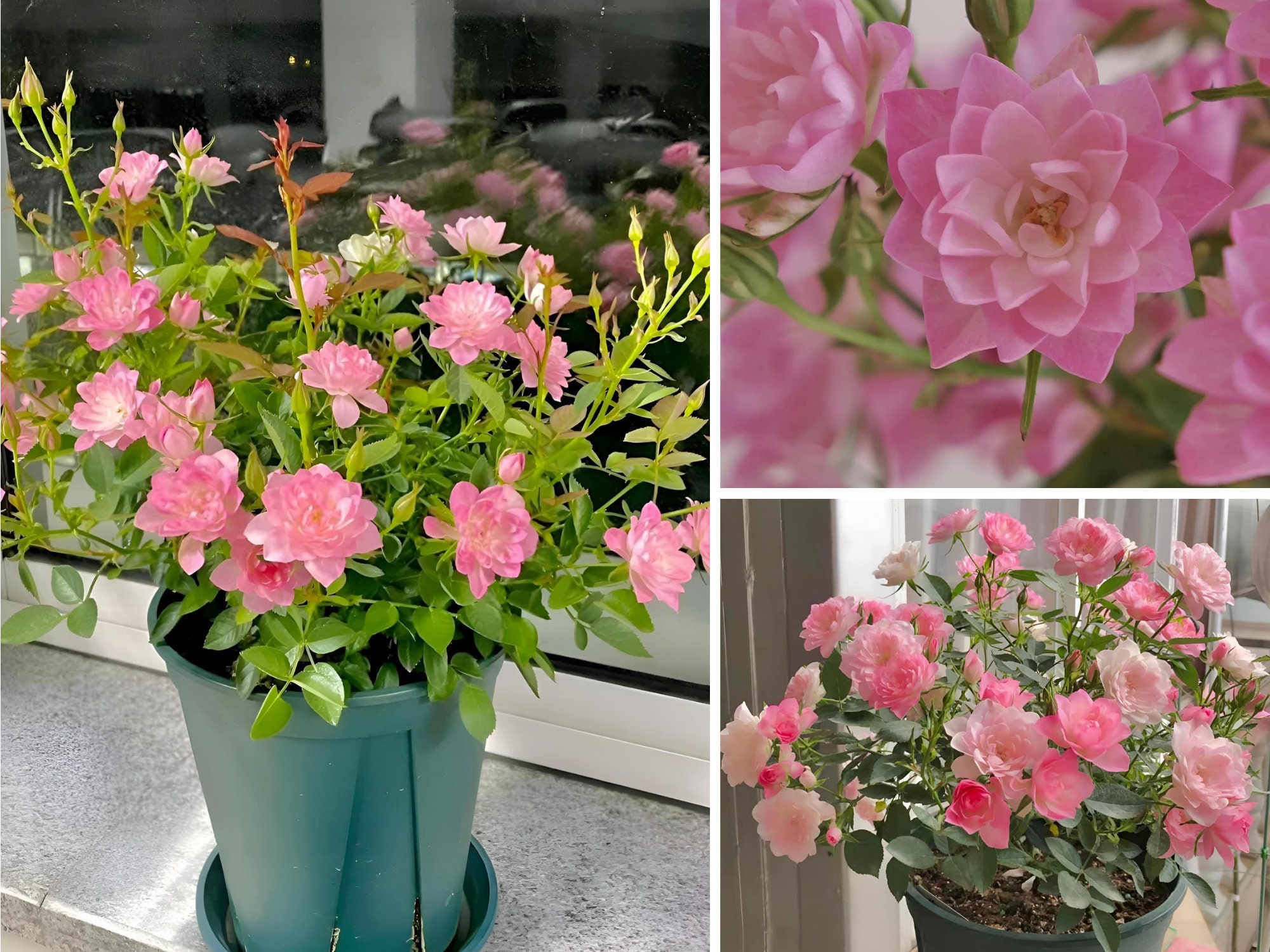 Rare Seeds| Lotus Star Rose Seeds-Perennial