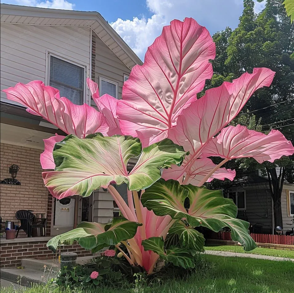 Giant Alocasia Bulbs🍃Transform Your Space with Tropical Majesty
