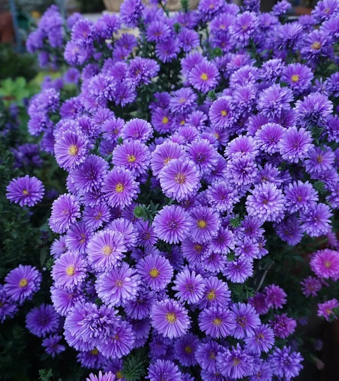Dutch Chrysanthemum：Amethyst Gem