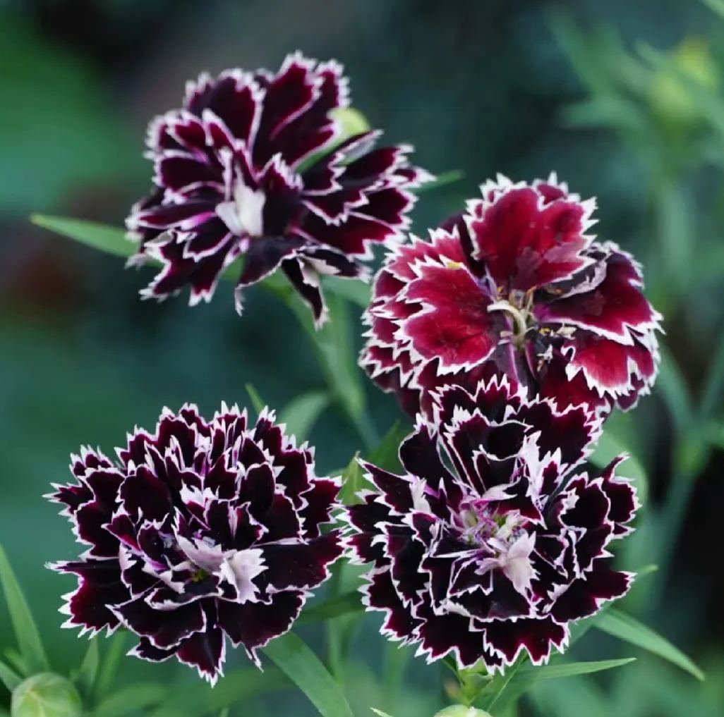 Dianthus Barbatus Seeds
