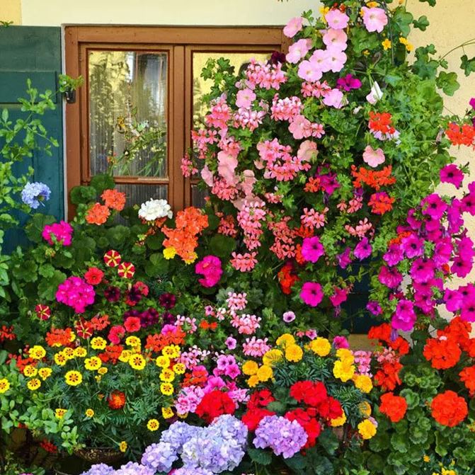 Mixed Seasonal Blooming Flower Seeds - Easy Care