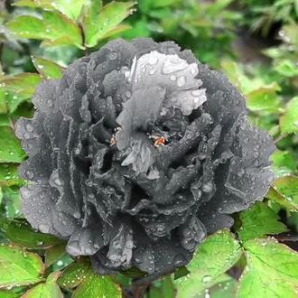 Black Beauty Peony Flower