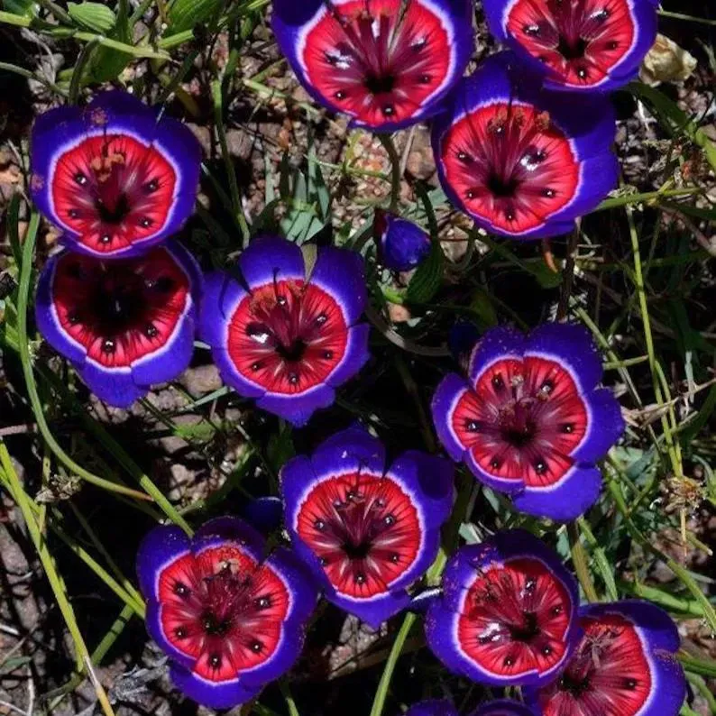 Enchant Your Garden with Geissorhiza Radians – The Stunning Tricolor Wandflower Bulb Collection