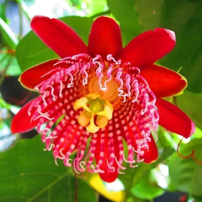 https://img-va.myshopline.com/image/store/1688029037752/a-red-flower-with-yellow-stamens-and-green-leaves-(1).jpeg?w=675&h=900