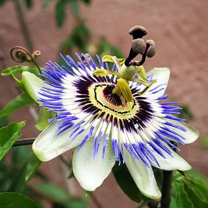 https://img-va.myshopline.com/image/store/1688029037752/Germany-Passion-Flower-at-Mespelbrunn-Castle.jpeg?w=612&h=408