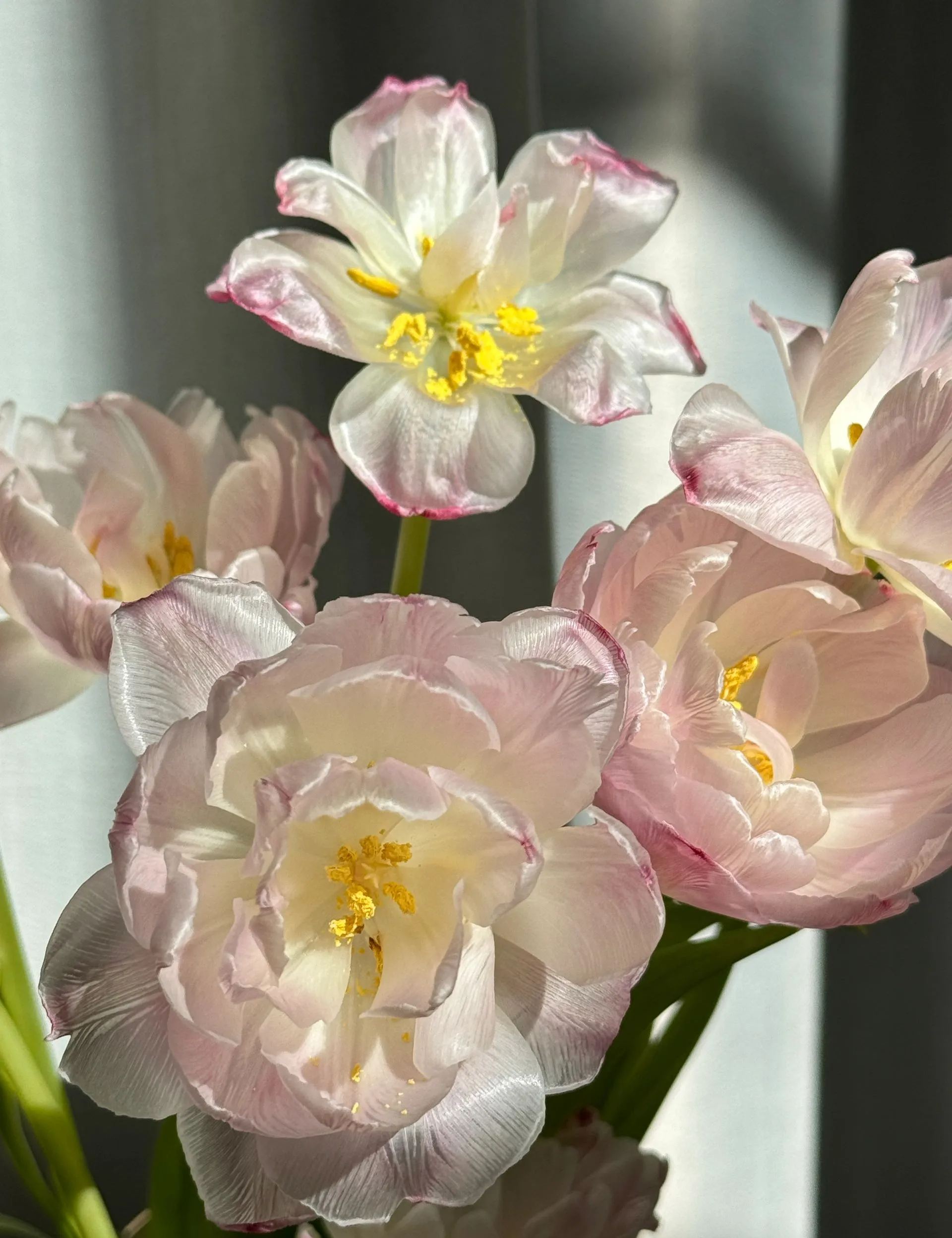 🌷 Strawberry Milkshake Tulip Seeds