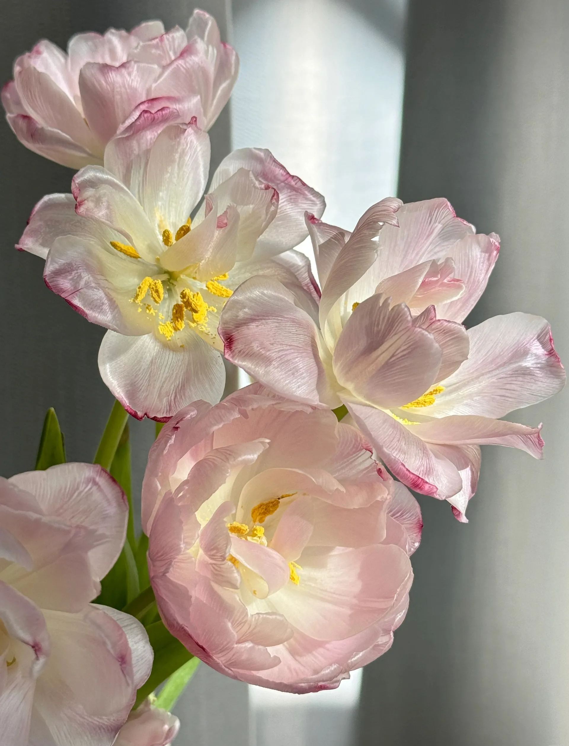 🌷 Strawberry Milkshake Tulip Seeds
