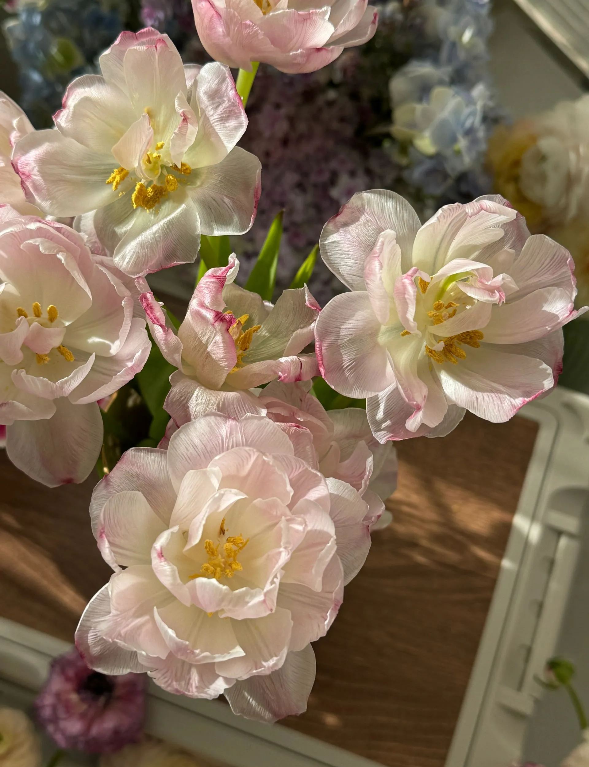 🌷 Strawberry Milkshake Tulip Seeds