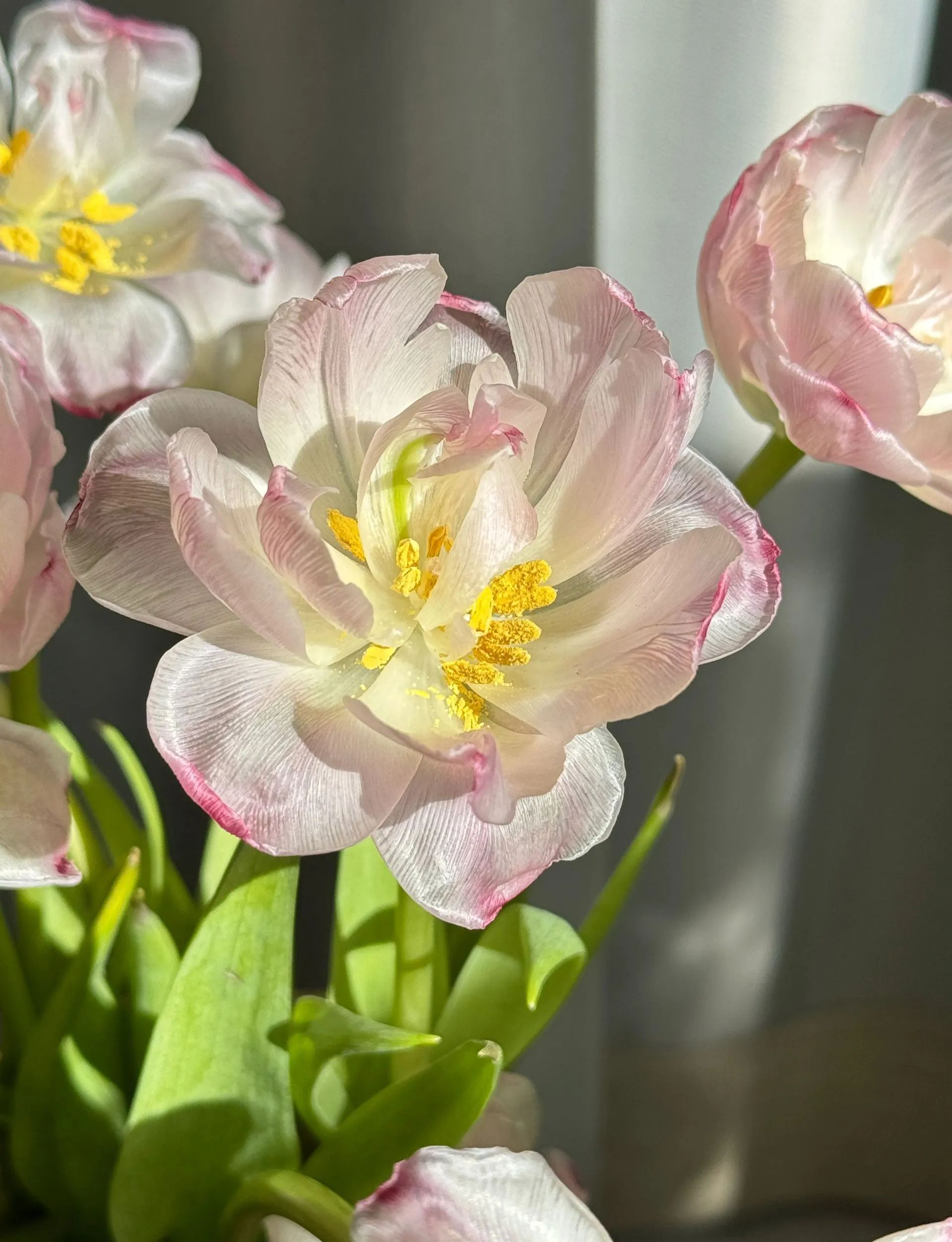 🌷 Strawberry Milkshake Tulip Seeds