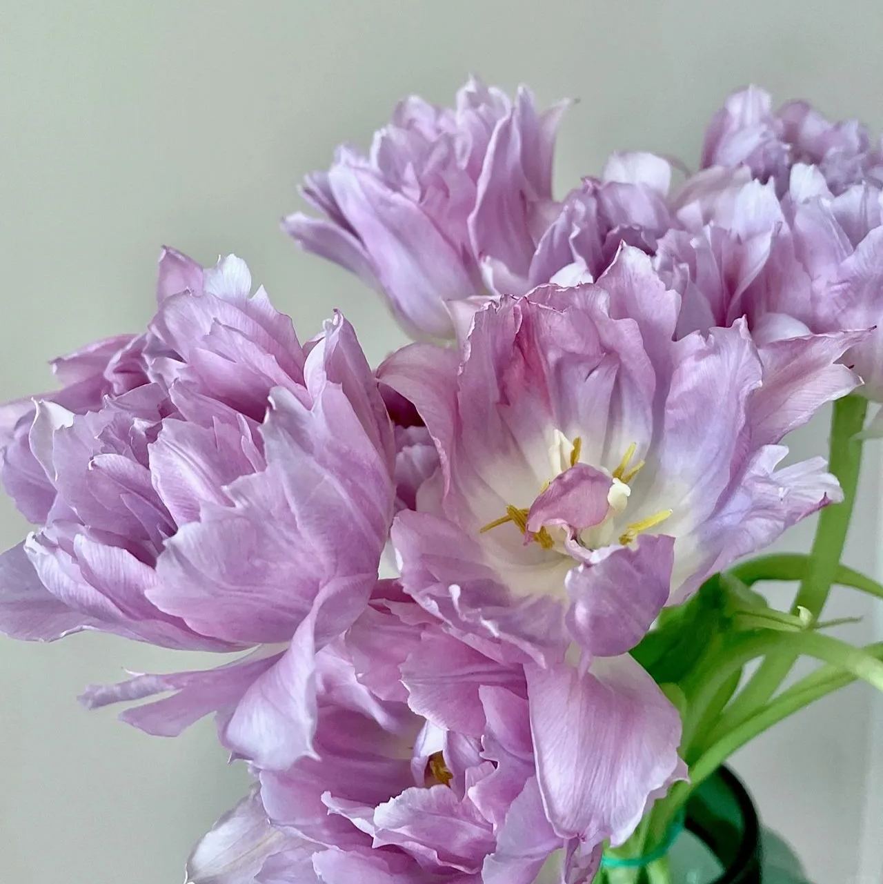 Double Bloom Fluorescent Purple Tulip Seeds