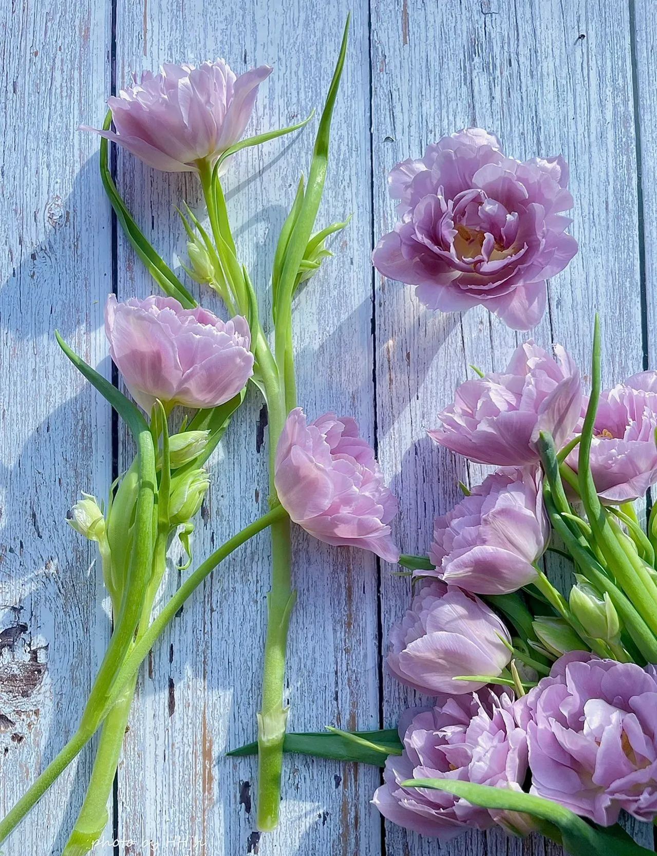 Double Bloom Fluorescent Purple Tulip Seeds