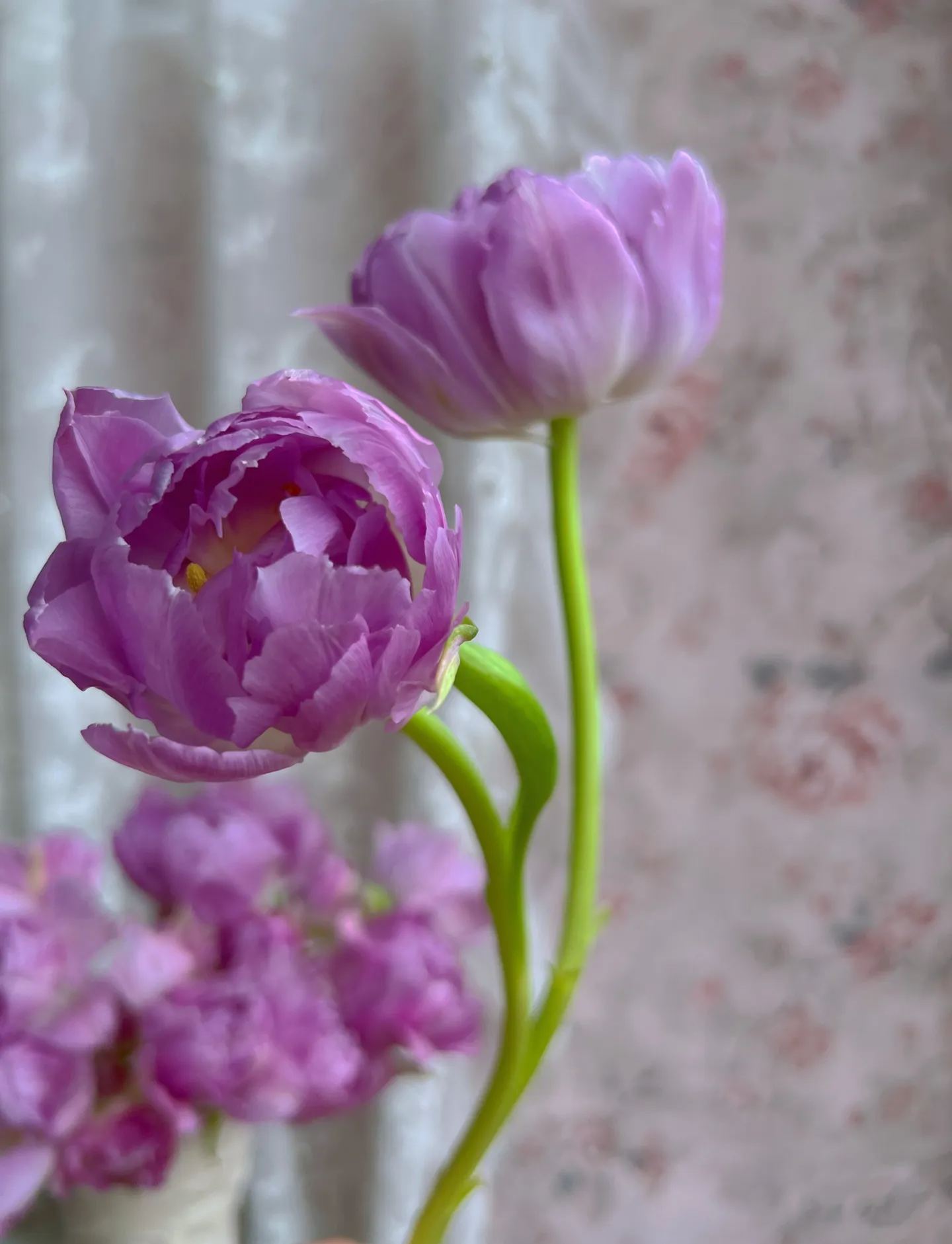Double Bloom Fluorescent Purple Tulip Seeds