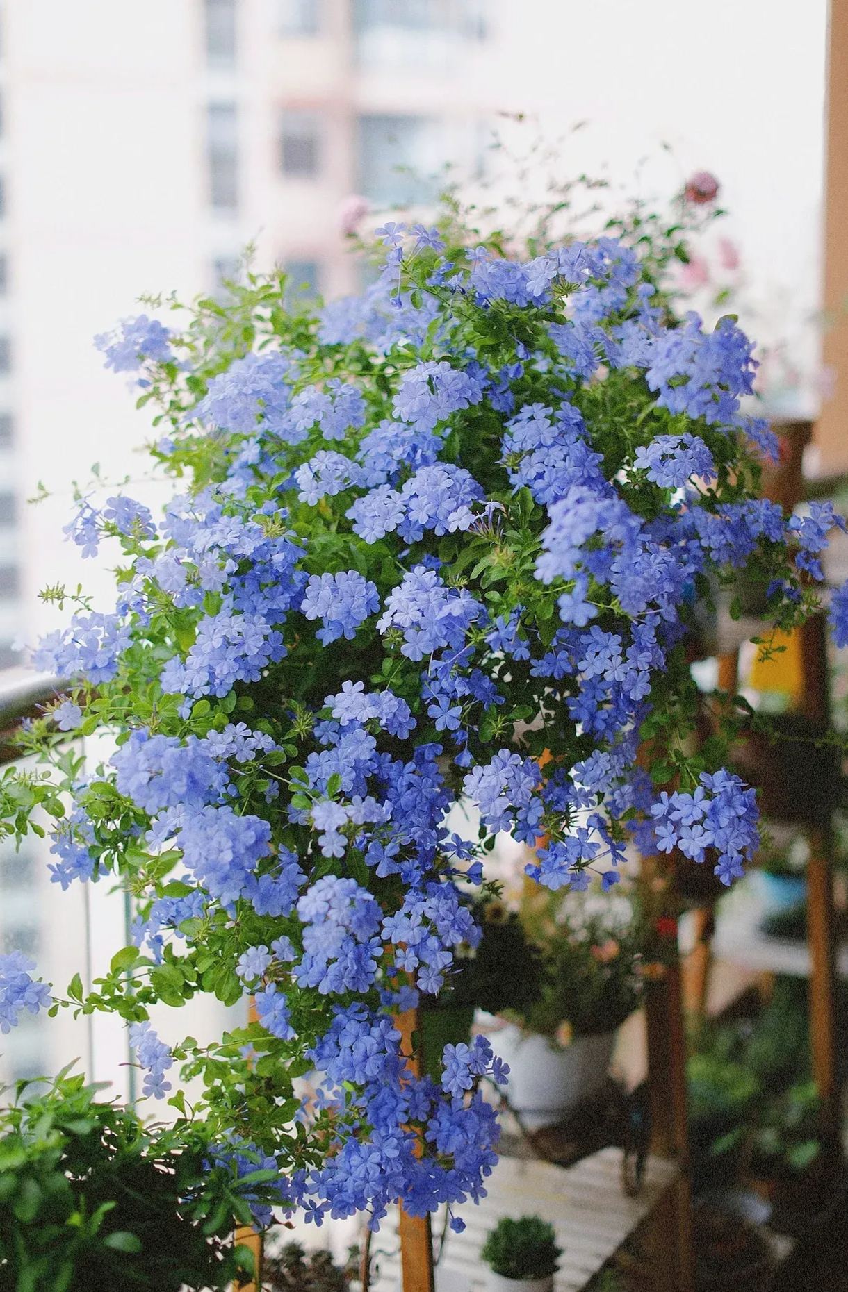 Blue Snow Flower Seeds