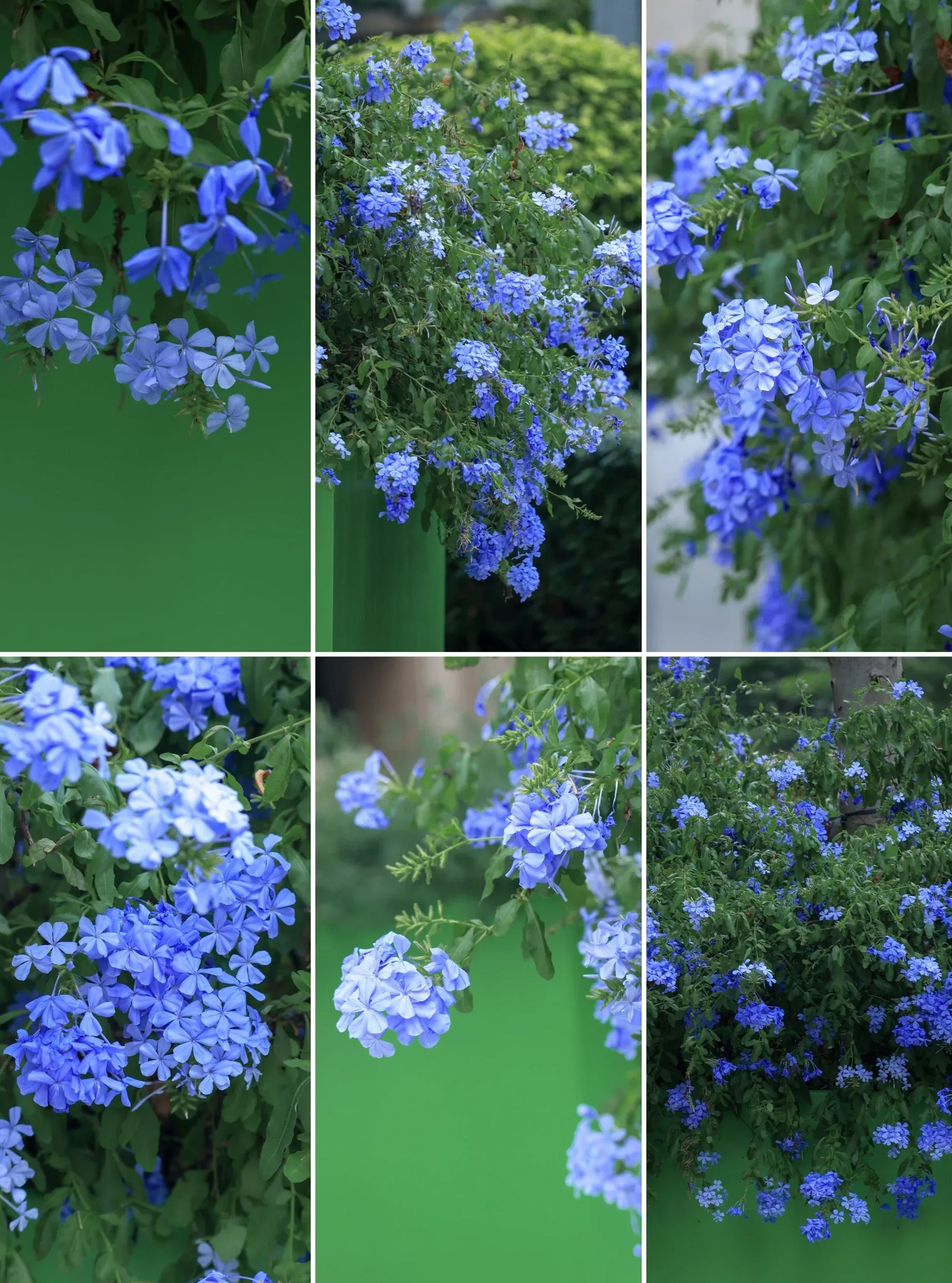 Blue Snow Flower Seeds