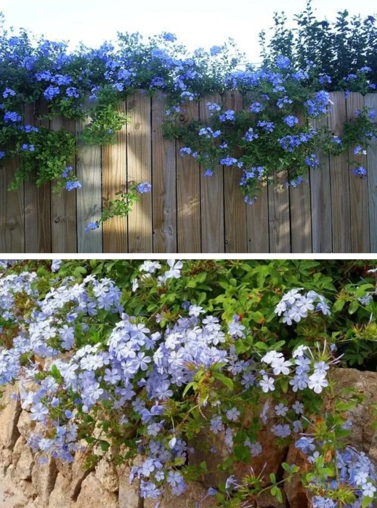 Blue Snow Flower Seeds