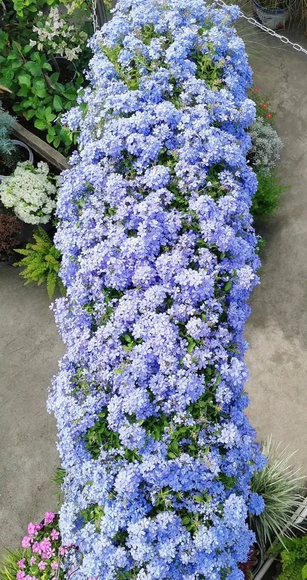 Blue Snow Flower Seeds