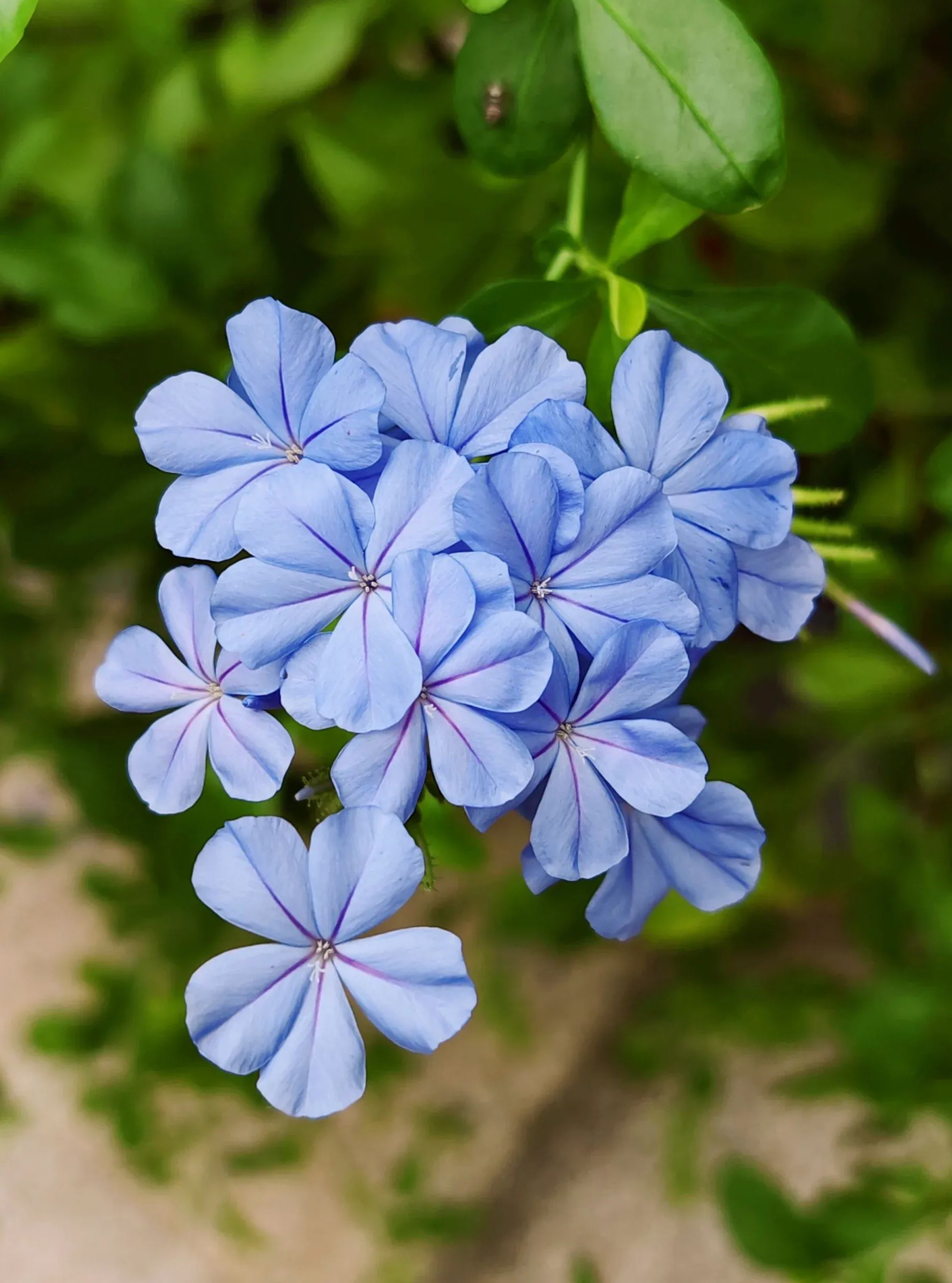 Blue Snow Flower Seeds