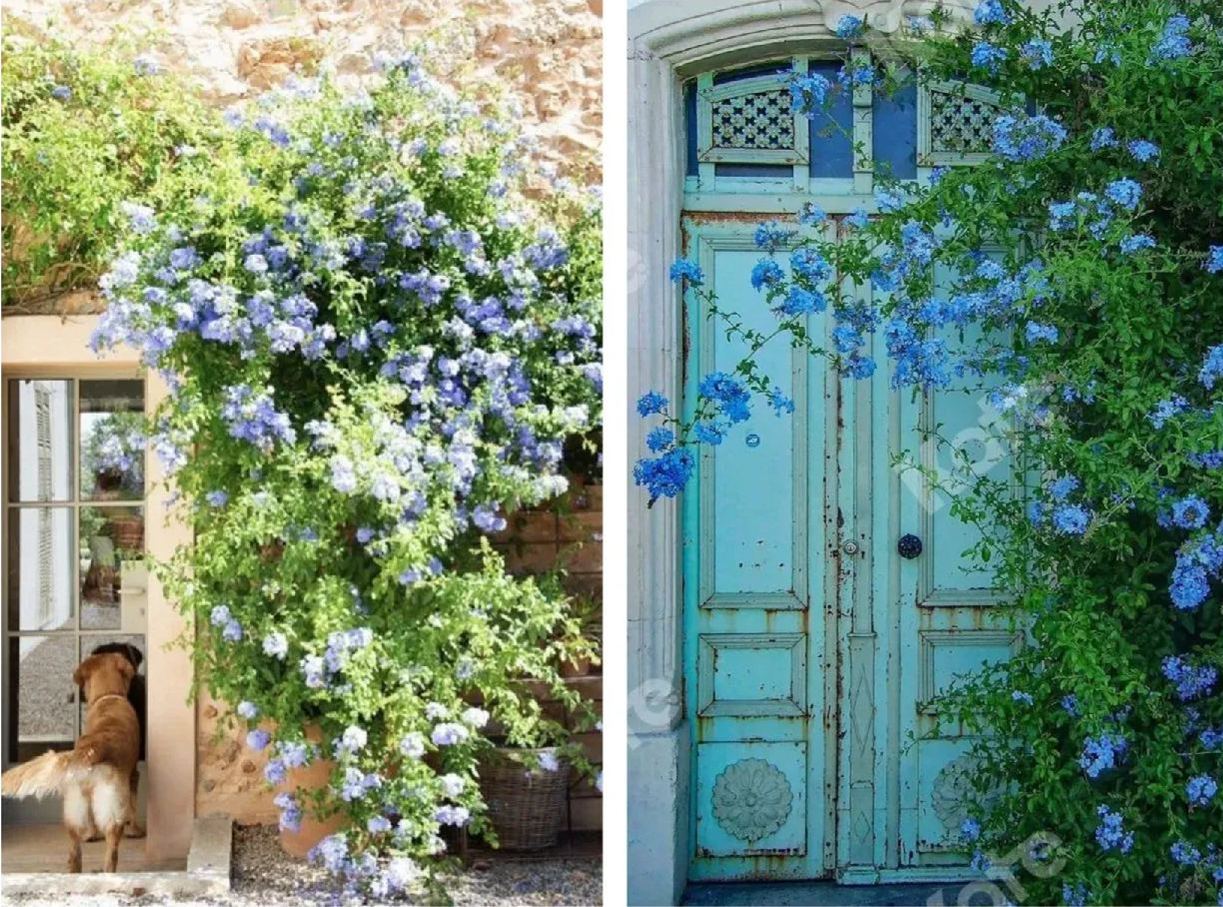 Blue Snow Flower Seeds