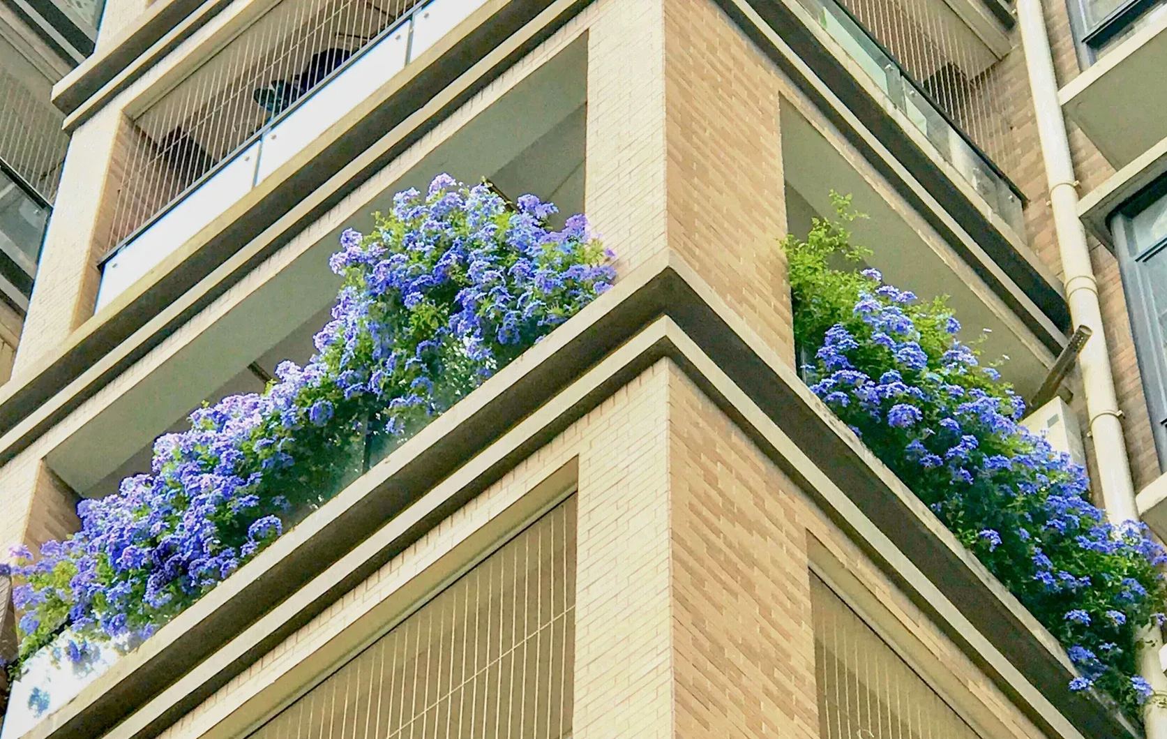 Blue Snow Flower Seeds