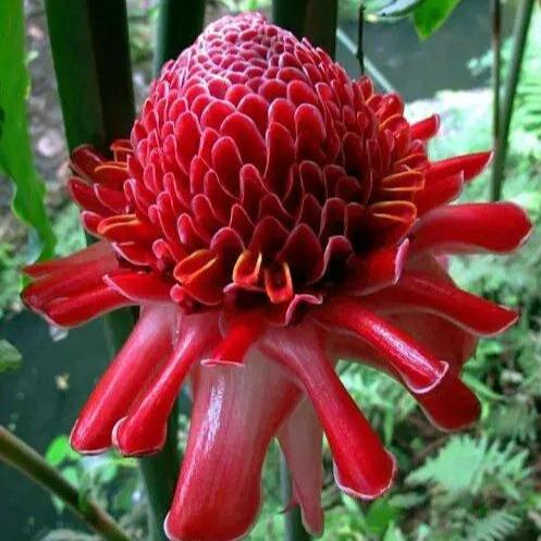 Etlingera elatior seeds-Porcelain rose-Torch Ginger