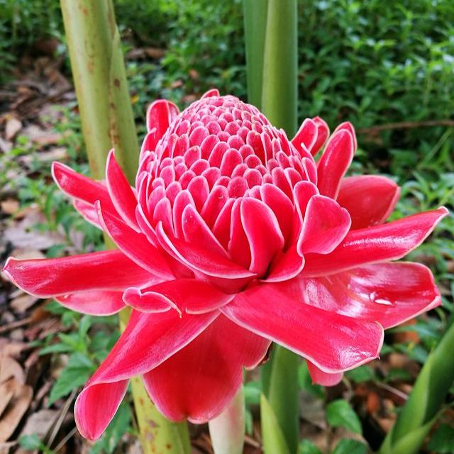 Etlingera elatior seeds-Porcelain rose-Torch Ginger