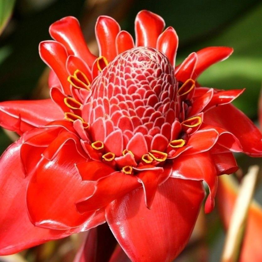 Etlingera elatior seeds-Porcelain rose-Torch Ginger