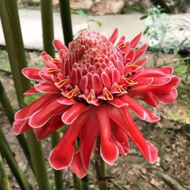 Etlingera elatior seeds-Porcelain rose-Torch Ginger