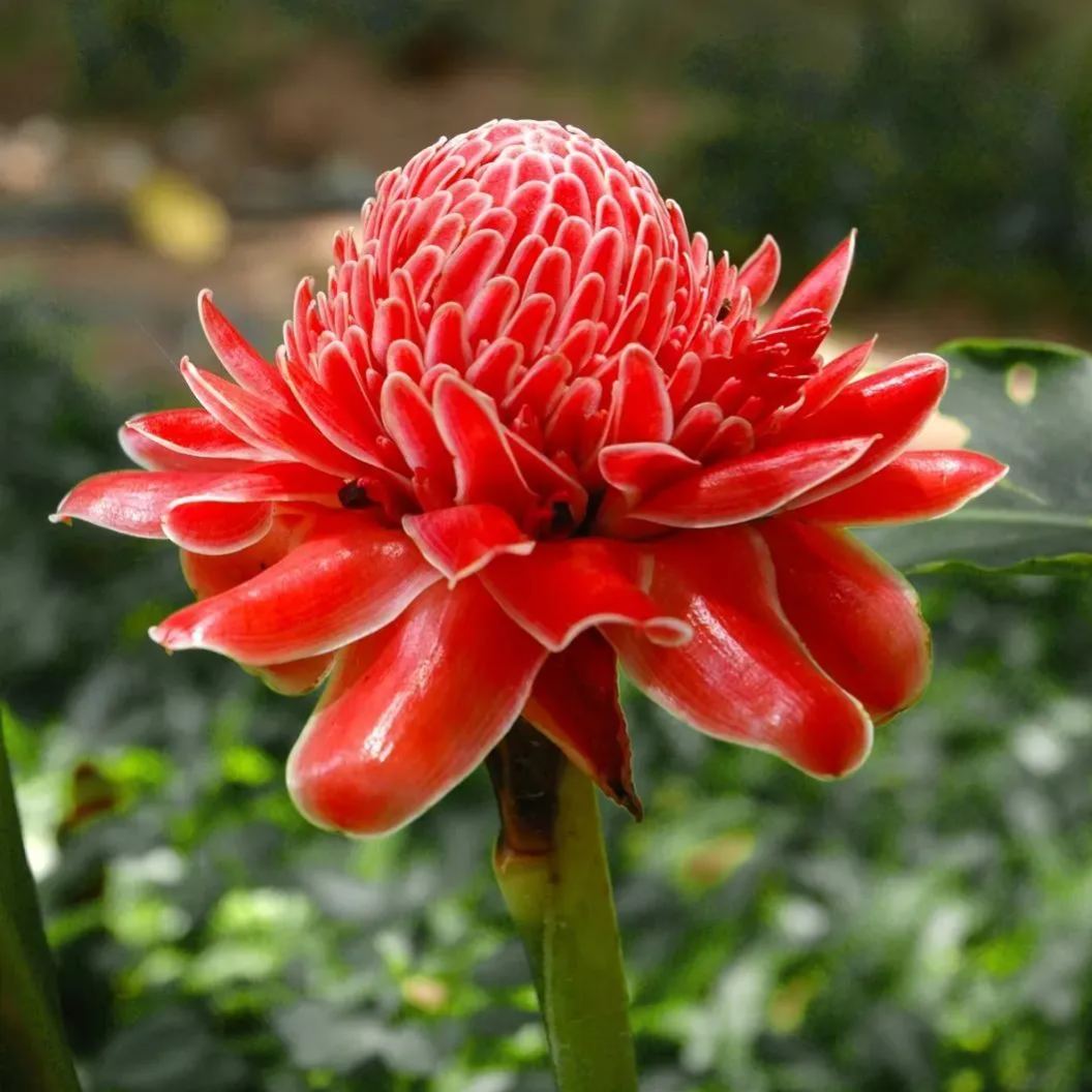 Etlingera elatior seeds-Porcelain rose-Torch Ginger