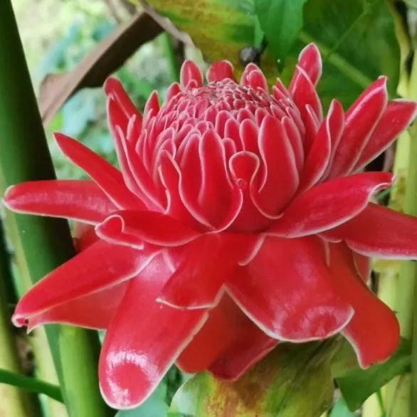 Porcelain rose seeds-Etlingera elatior-Torch Ginger-Etlingera elatior