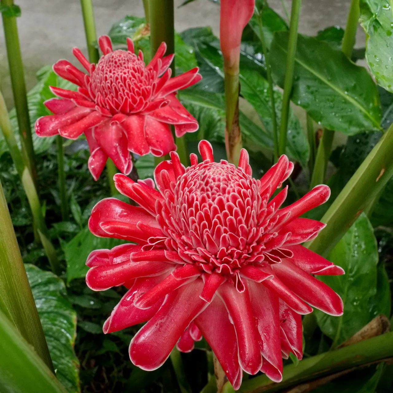 Porcelain rose seeds-Etlingera elatior-Torch Ginger-Etlingera elatior