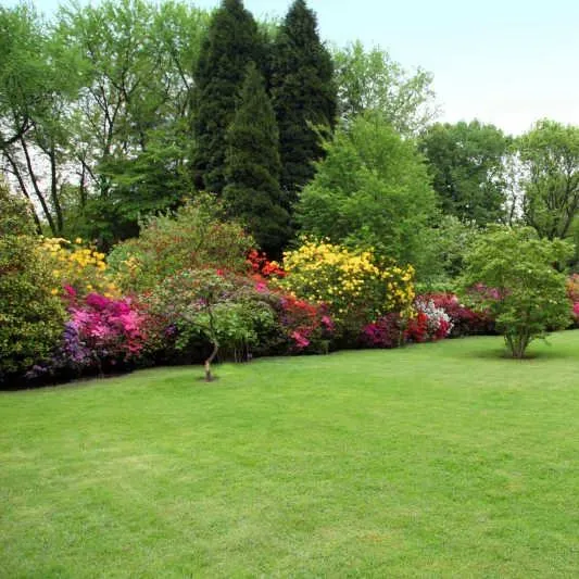 🌱Evergreen lawn seeds for all seasons🍀