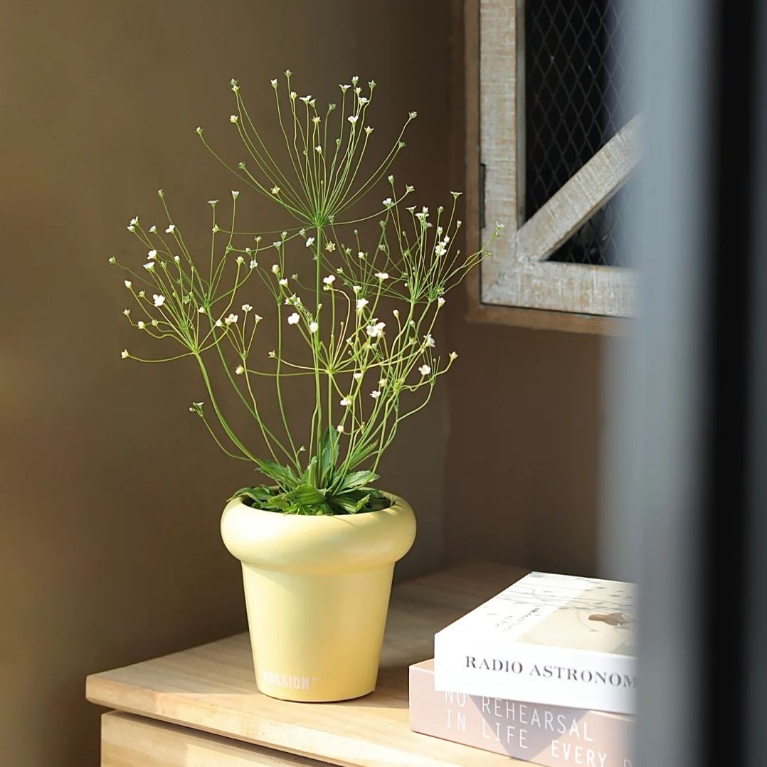 💐Bright As Stars-Androsace Umbellata Seeds